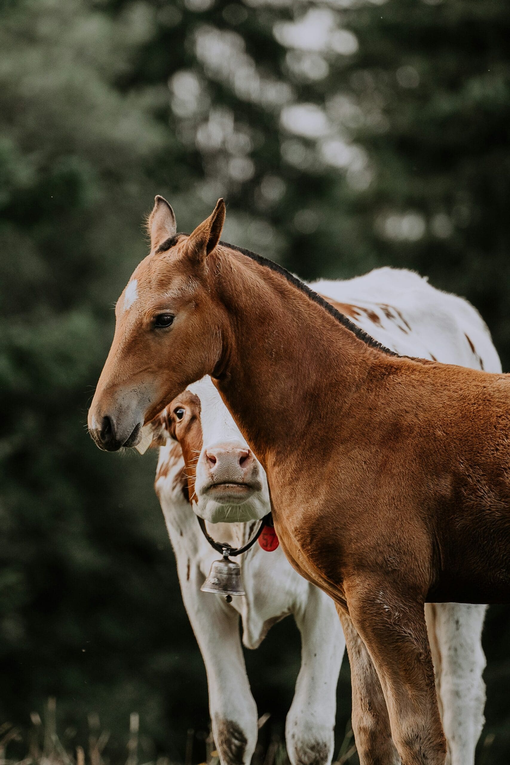 A cow and foal together