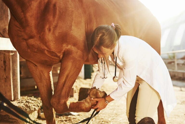 A rider checks her horse's hoofs
