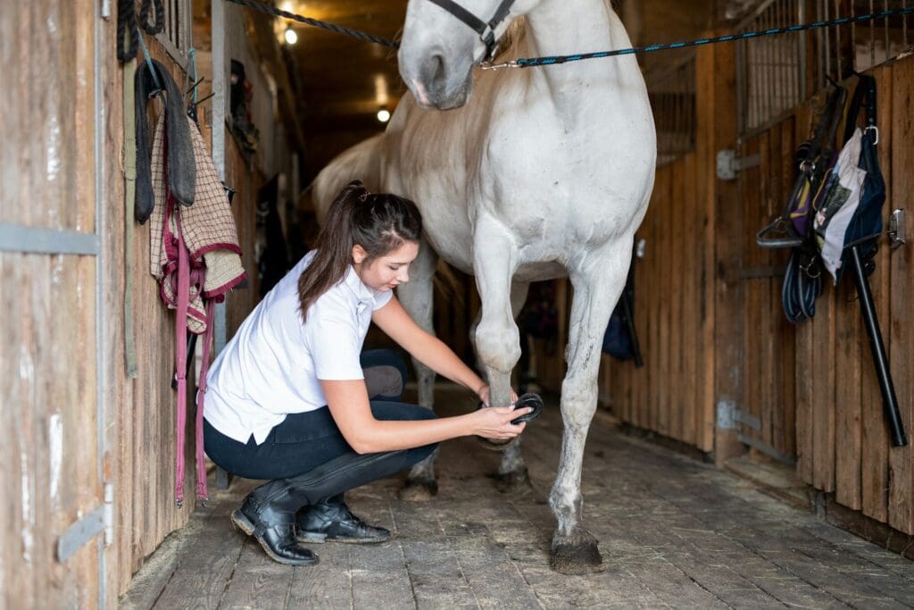 Checking a horse's hoof