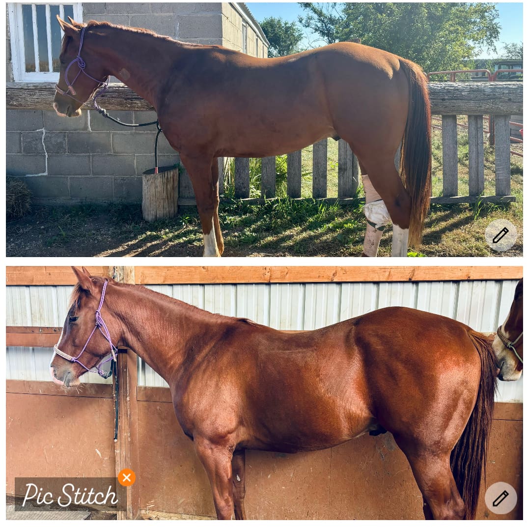 {{brizy_dc_image_alt entityId=