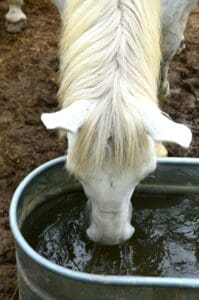 Horse drinking from 50 gallons.