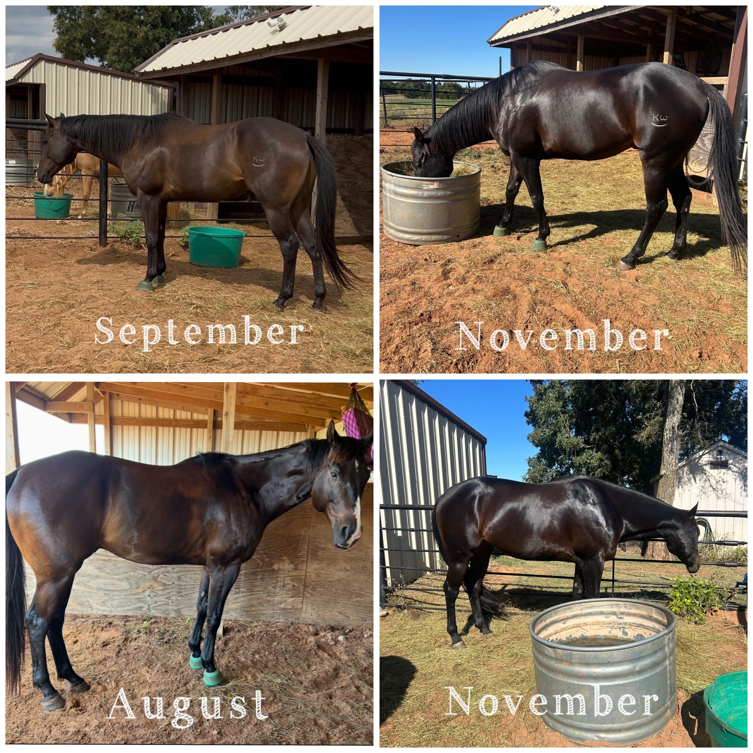 Klean Water Horse {{brizy_dc_image_alt entityId=