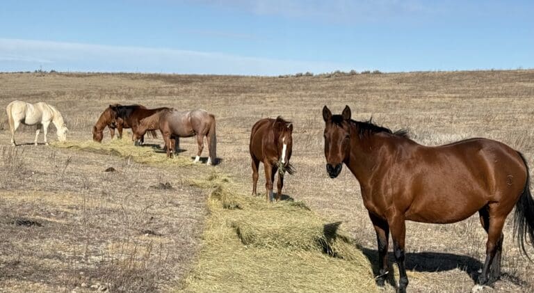 Teal Horses