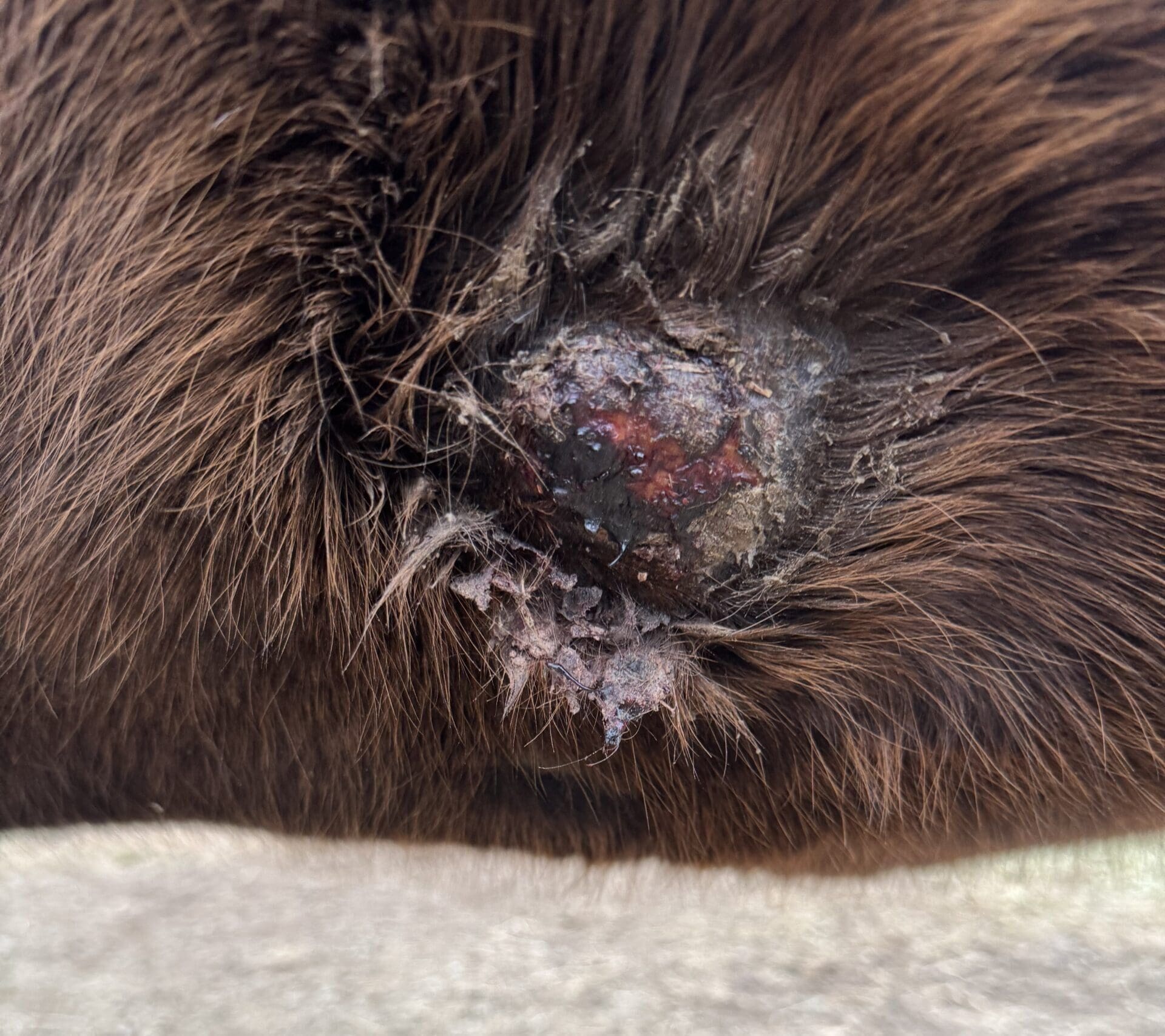 {{brizy_dc_image_alt entityId=