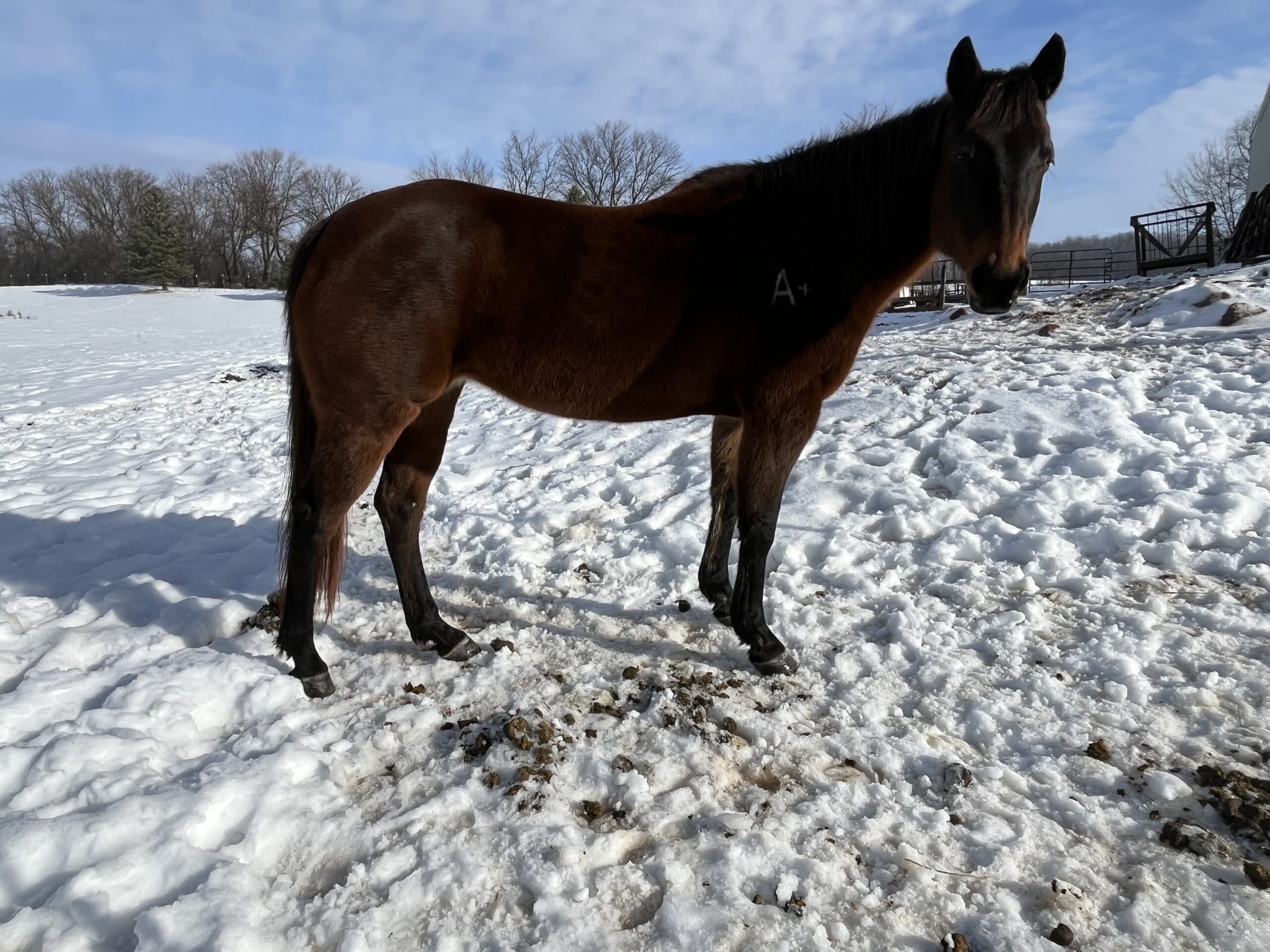 {{brizy_dc_image_alt entityId=