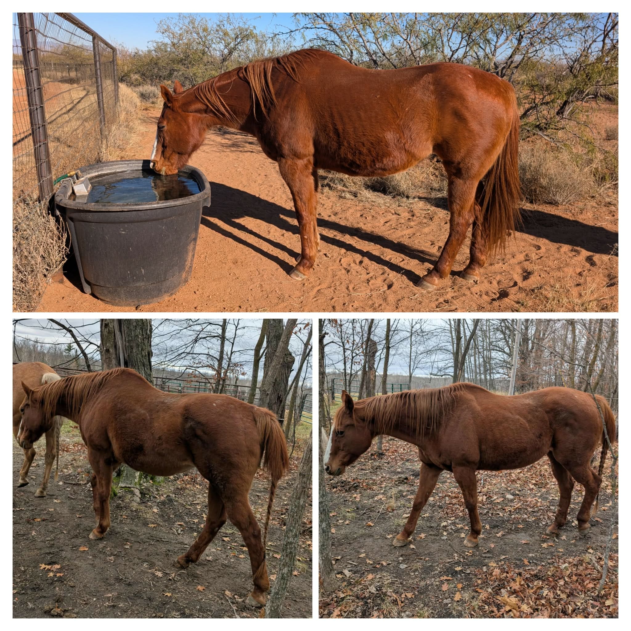 {{brizy_dc_image_alt entityId=