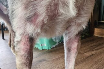 Before Klean Water_Red_Irritated