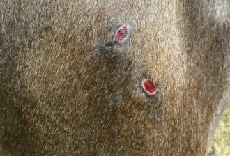 Before Klean Wound