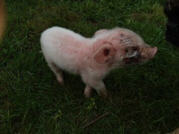 {{brizy_dc_image_alt entityId=