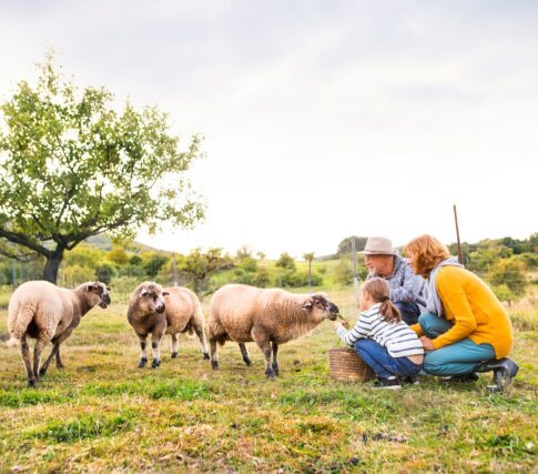Family with goats