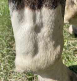 Serious Inflammation