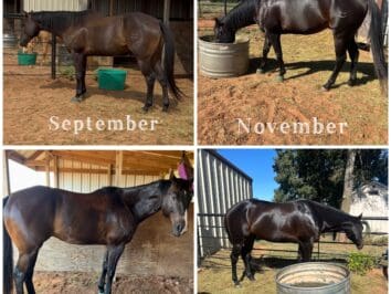 Klean Water Horse {{brizy_dc_image_alt entityId=