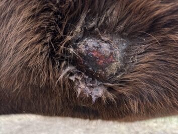 {{brizy_dc_image_alt entityId=