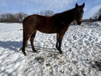 {{brizy_dc_image_alt entityId=