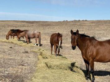 Teal Horses